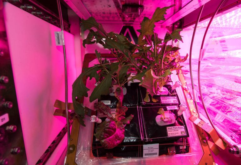 I laboratoriet Columbus på rymdstationen ISS odlas grönsaker i viktlöst tillstånd. Bild: NASA
